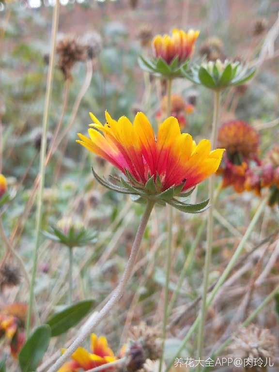 不知道从哪里飘来的无人菊种子,在我家院子里生根
