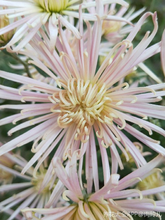 不知道从哪里飘来的无人菊种子,在我家院子里生根