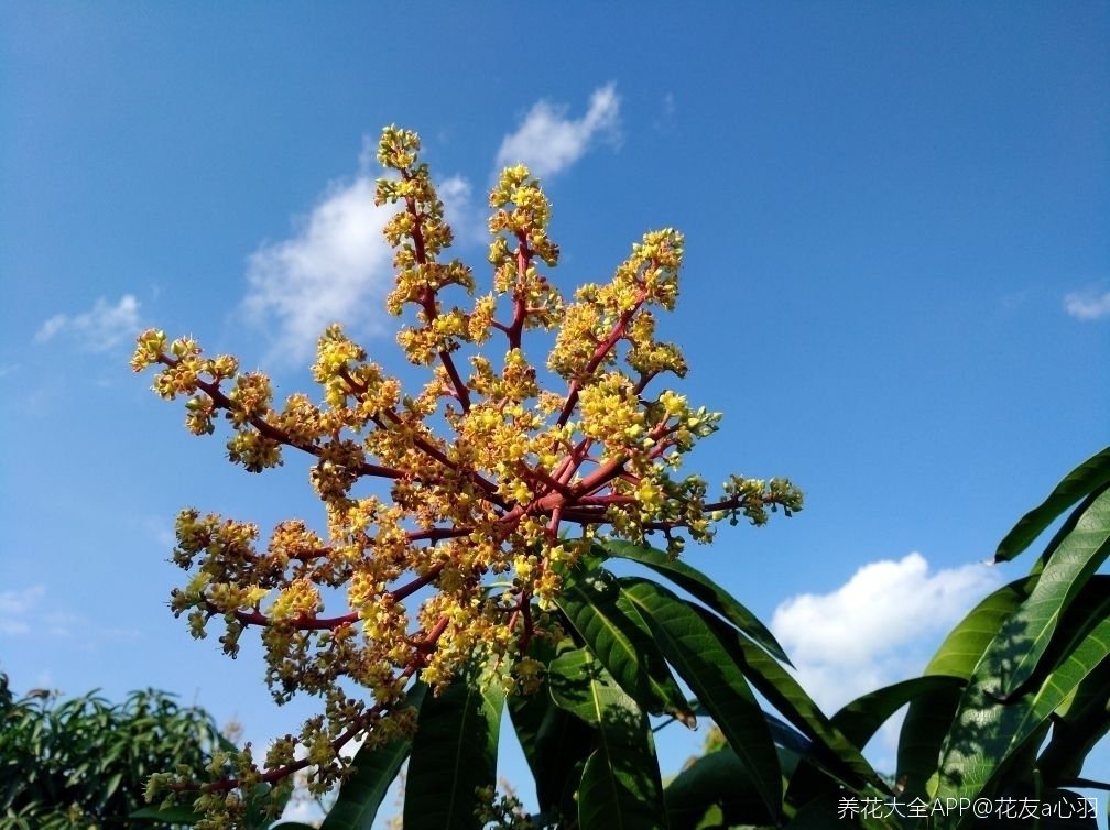 芒果花香满园!放大缩小正文大小:放大缩小图片大小:5年前关注