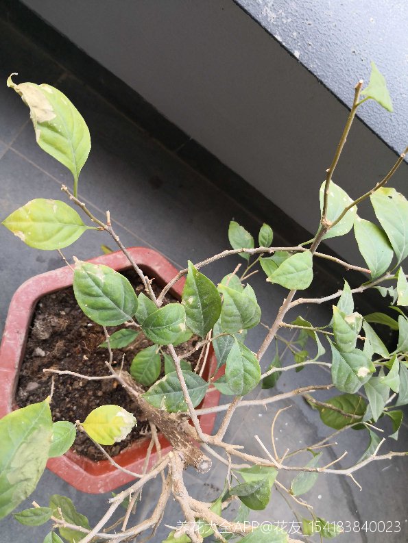 我的三角梅买回家后,每况日下,不断出现落叶和枯萎的情况,哪位大神