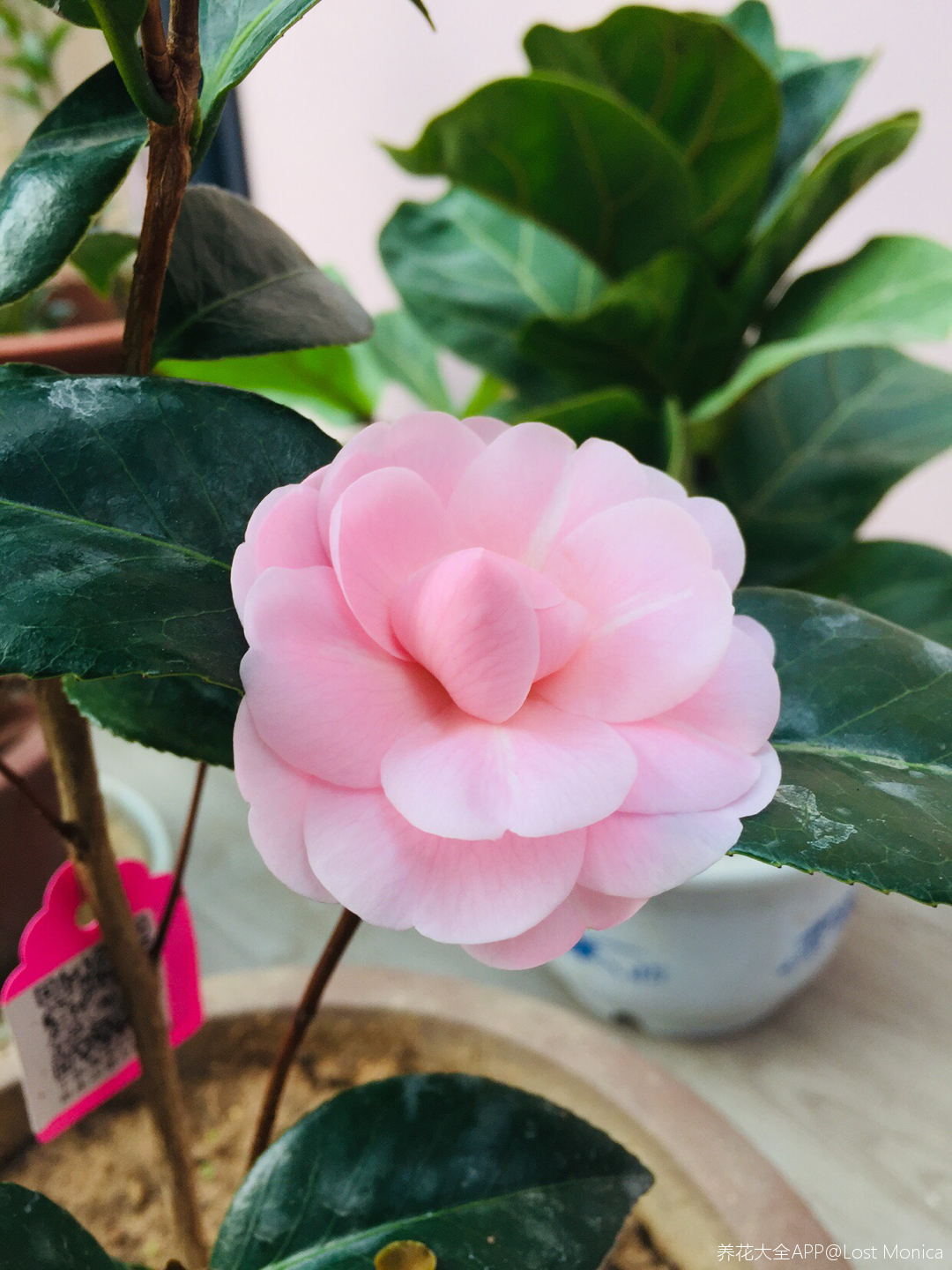 入冬后的第一朵小可爱来了