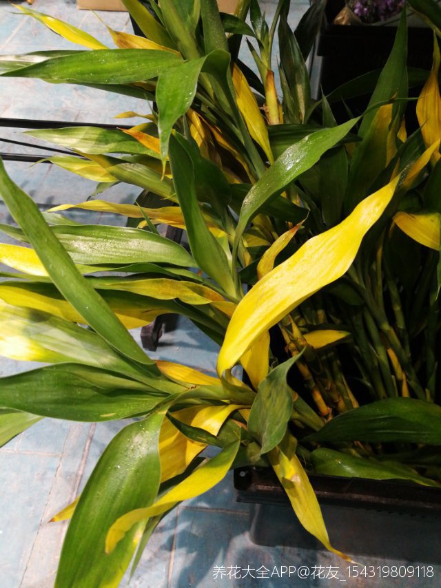 富贵竹黄叶