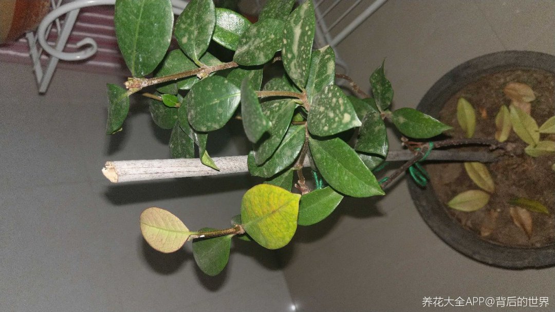 八月桂叶子发黄掉落怎么办