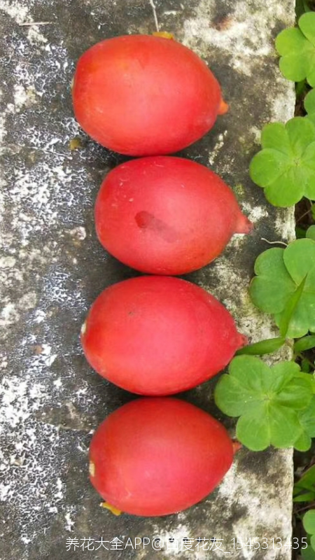 清明节红色的果子图片