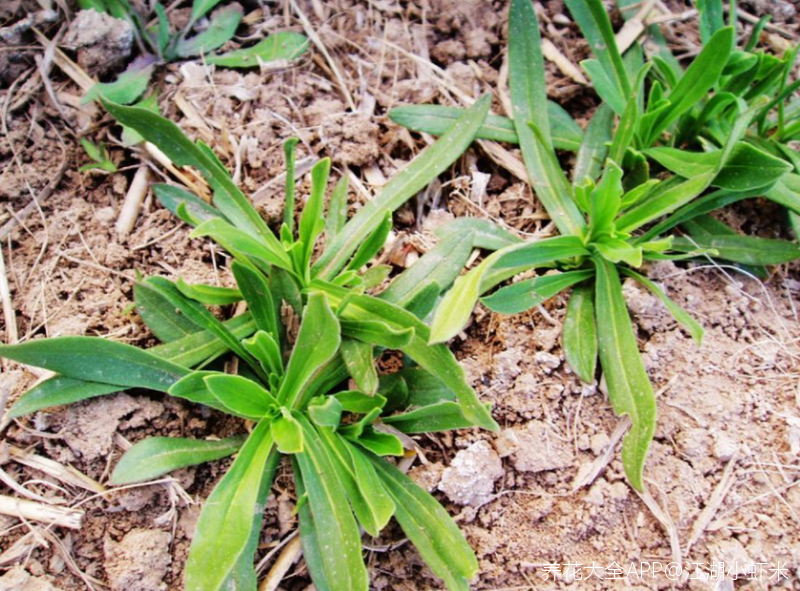 面条菜又叫什么名字