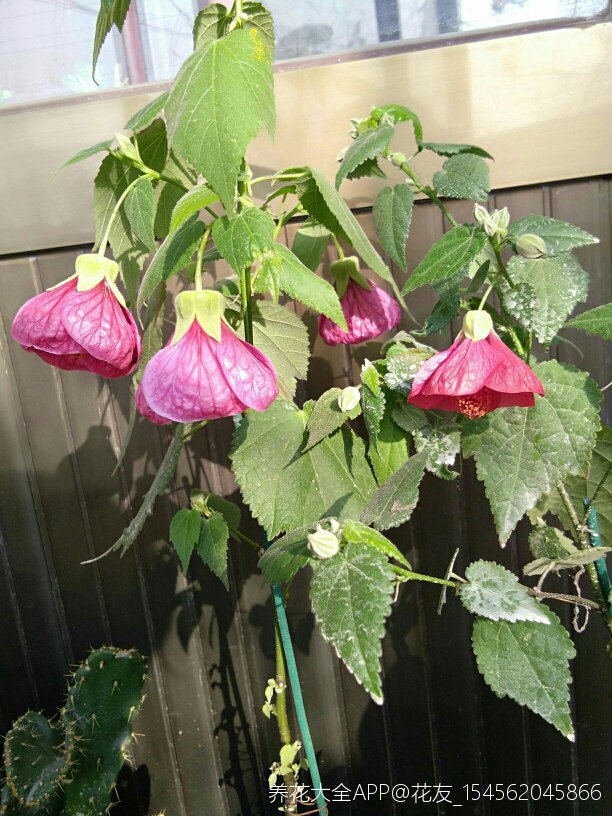 四季开放而且很好养的木本灯笼花