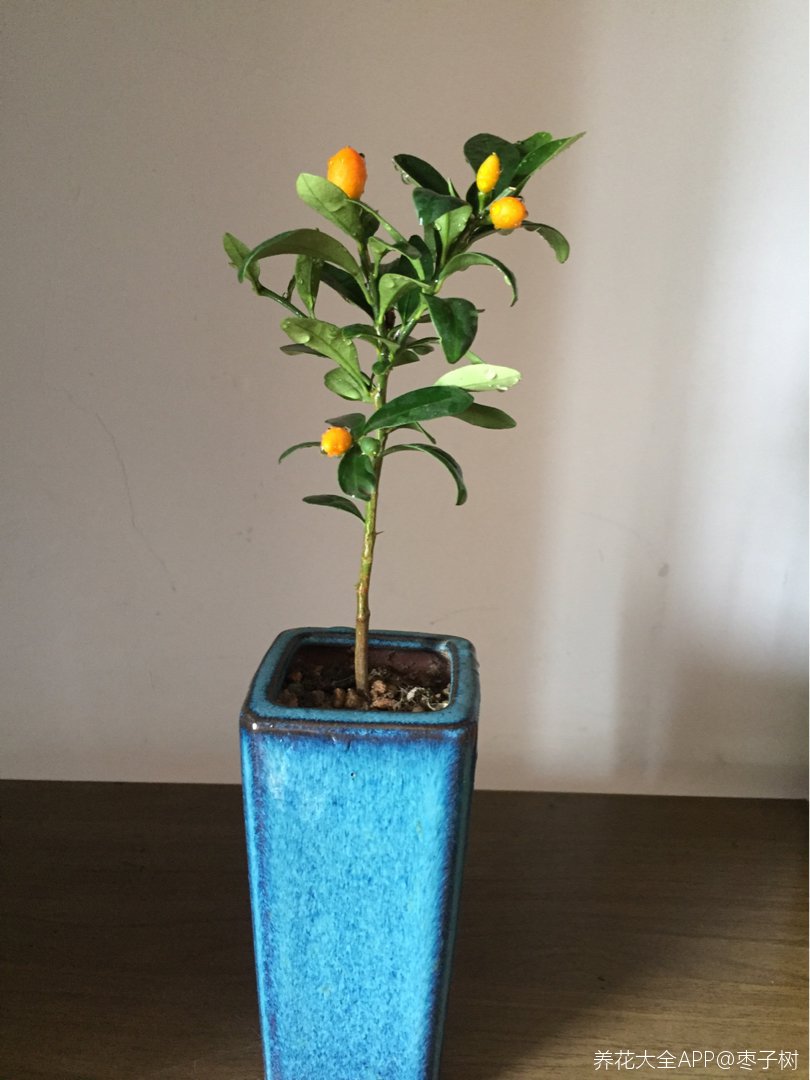 小金豆