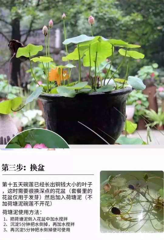 碗莲的无土种植方法图片