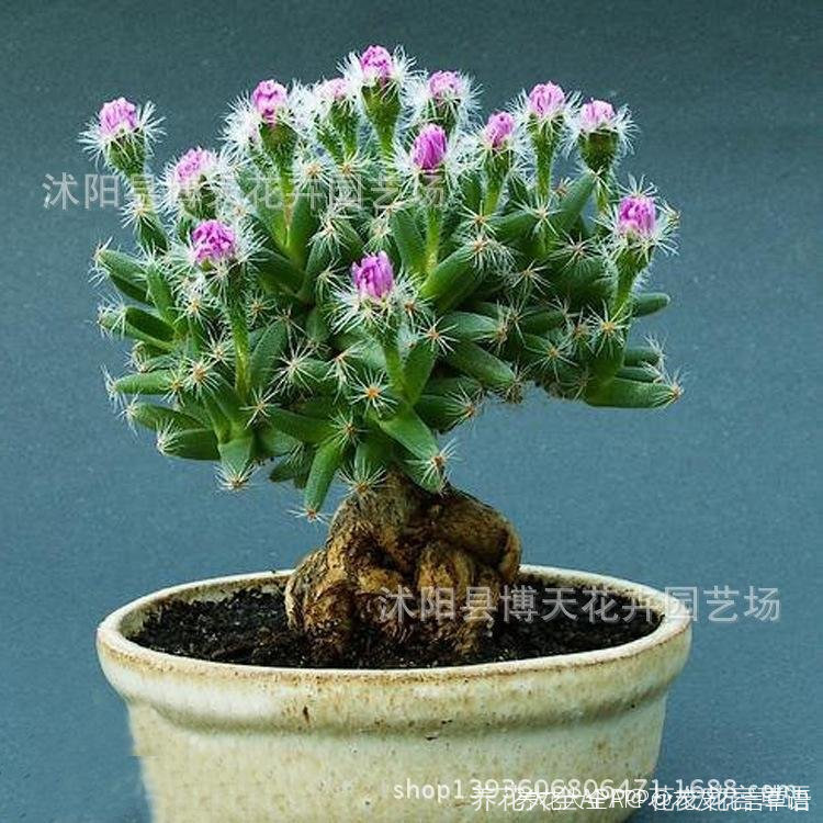 姬红小松与紫晃星有区别