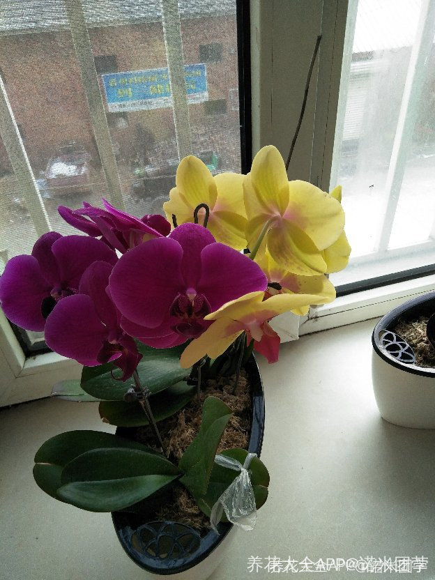 蝴蝶兰催芽 蝴蝶兰催芽