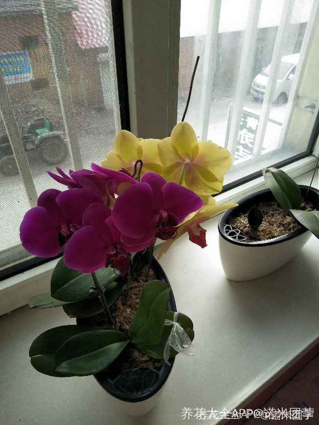 蝴蝶兰催芽