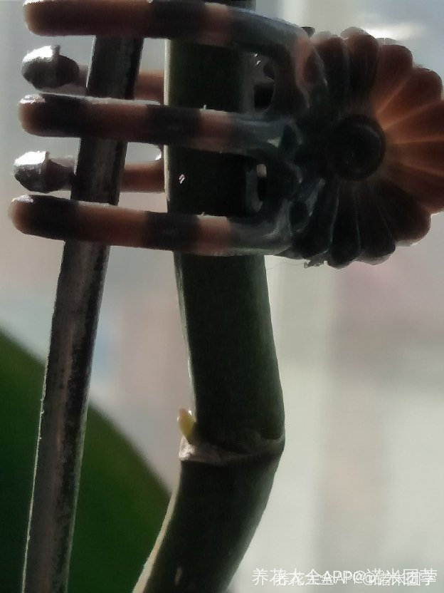 蝴蝶兰催芽