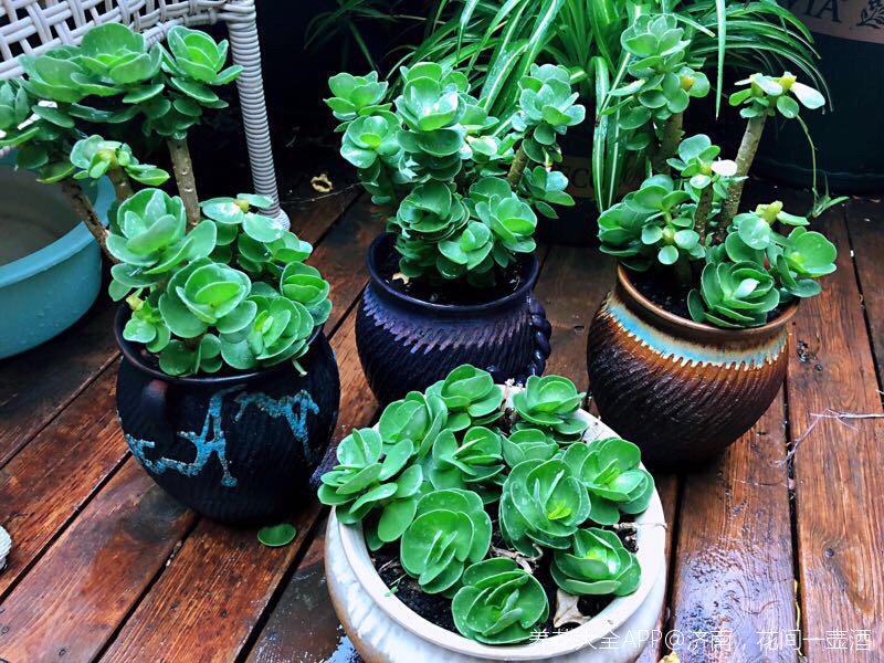 金钱木的繁殖方法