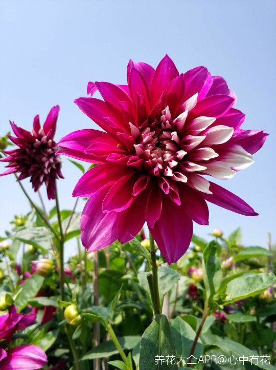 艳丽无比的大丽花