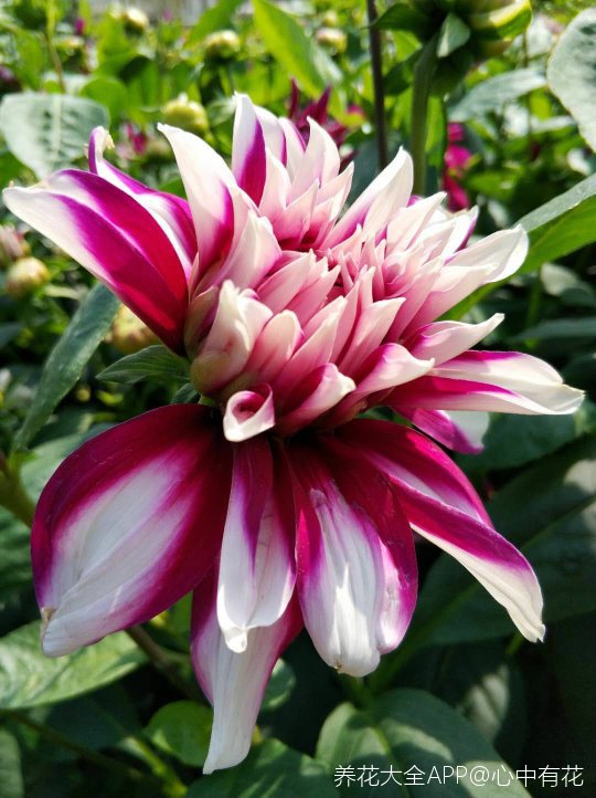 艳丽无比的大丽花