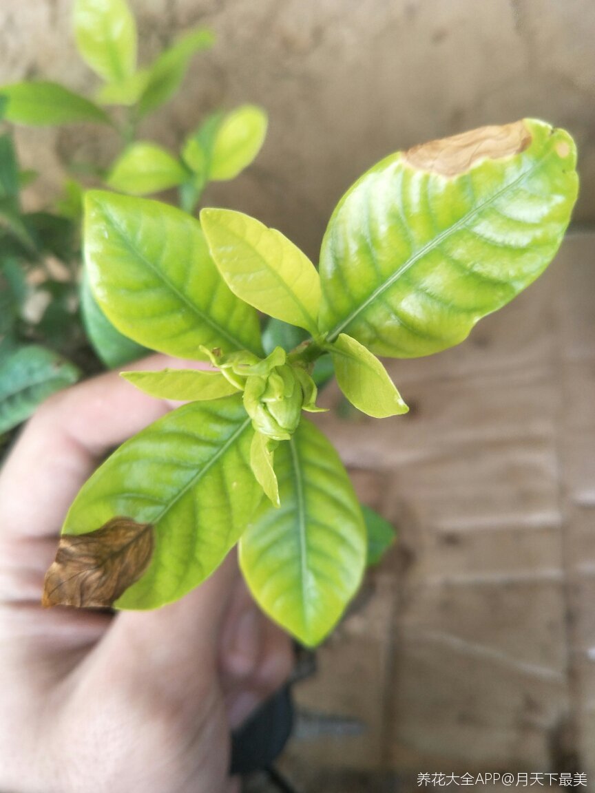 栀子花干叶这是什么情况