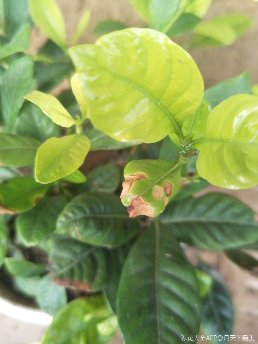 栀子花干叶这是什么情况