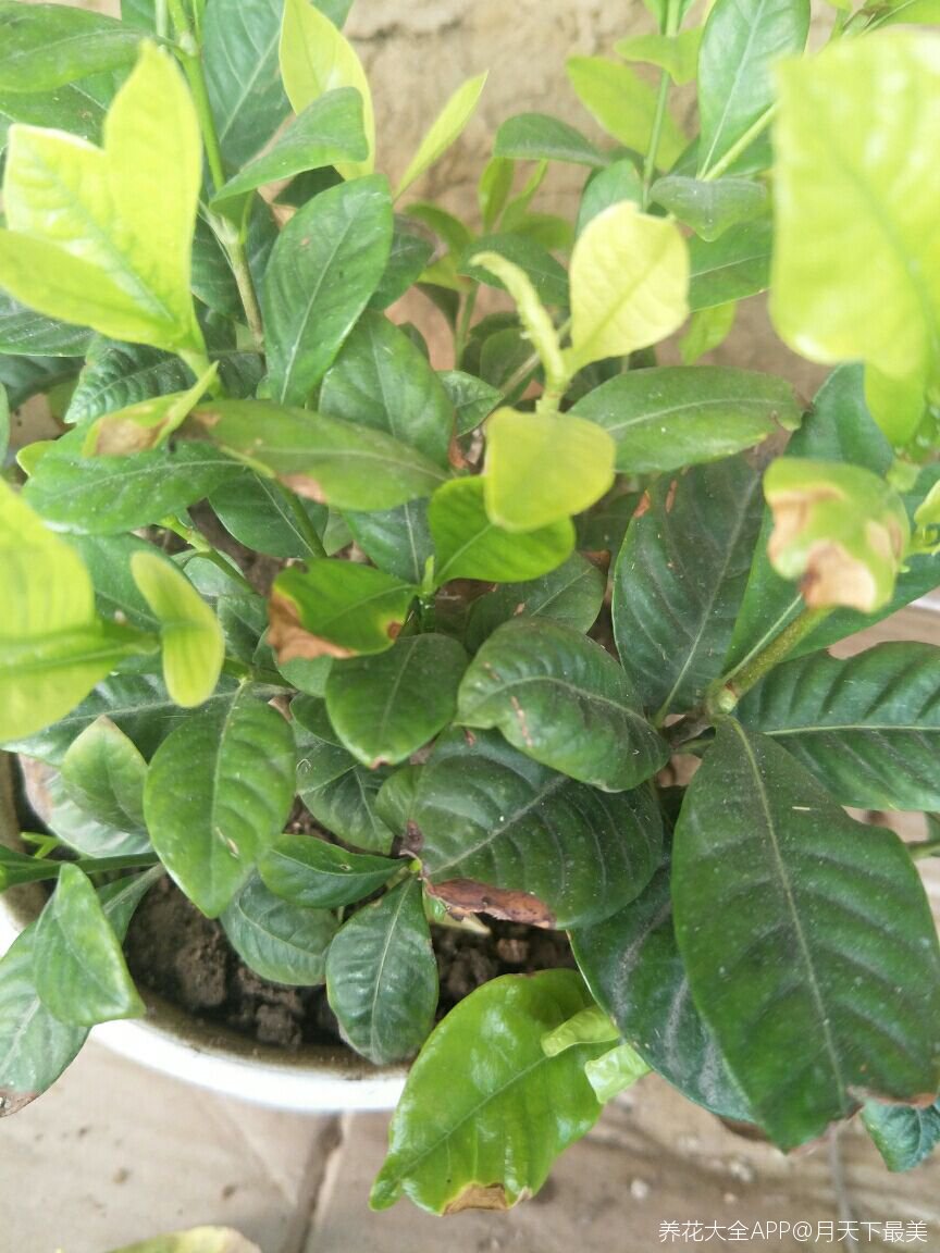 栀子花干叶这是怎么了