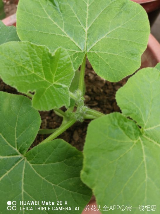 我的贝贝南瓜苗开始长起来