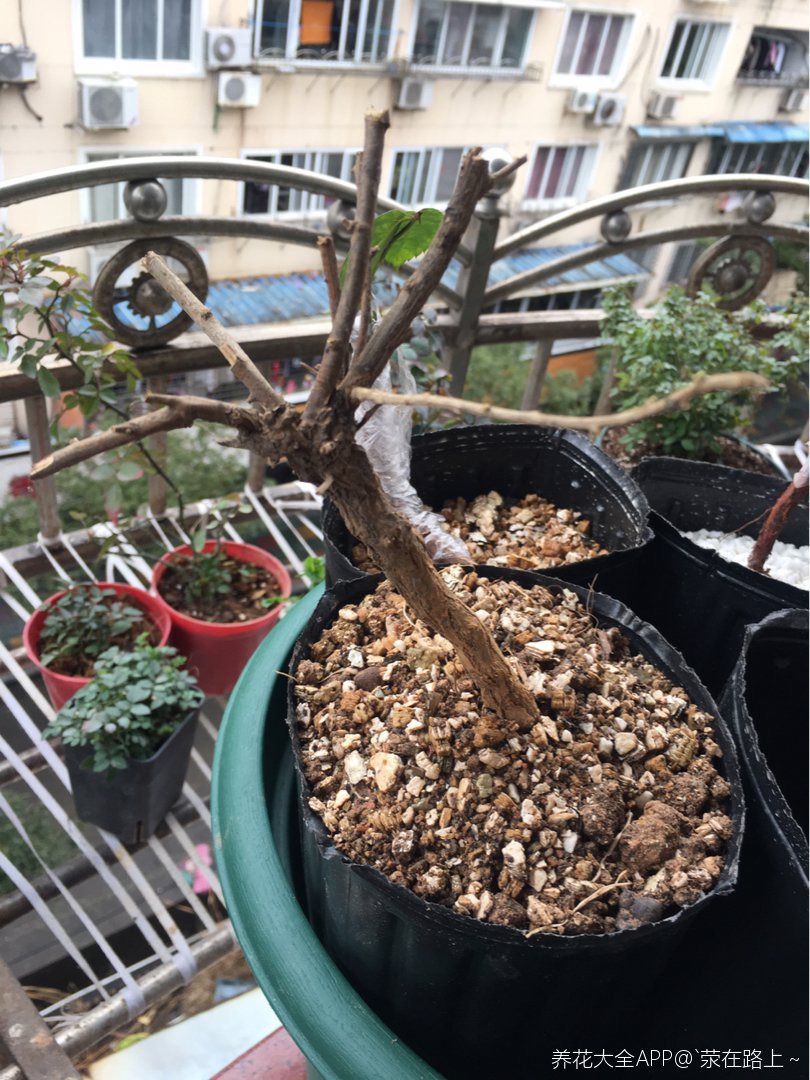 枸杞的提根盆景制作过程