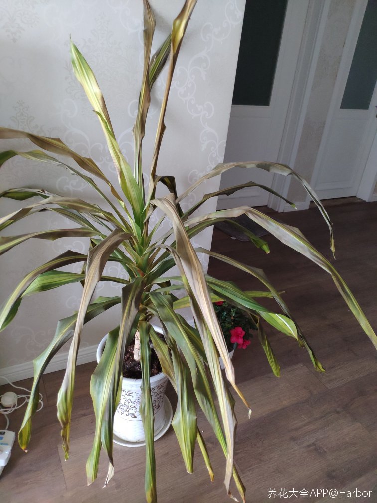 也门铁叶片枯黄