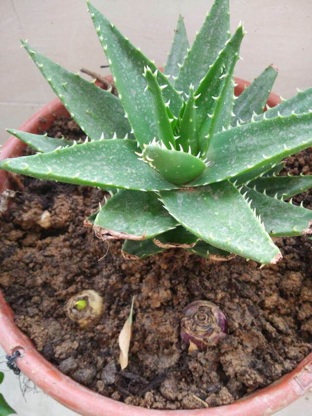 先是准备盆土,普通的花盆就可以了,事实上,普通的塑料盆养芦荟比瓷盆