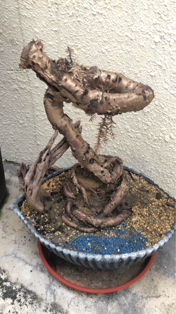 像是沙树盆景,皮不像,求教,这花还有救么?