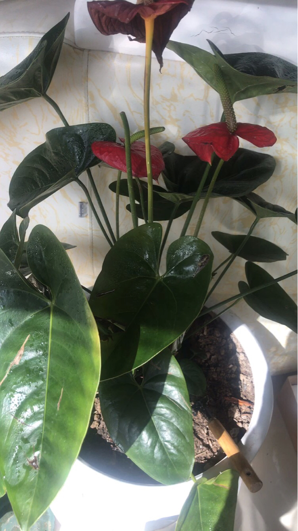 红掌发黑干瘪