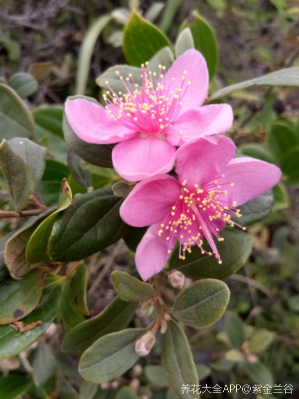 满山金桃娘开花