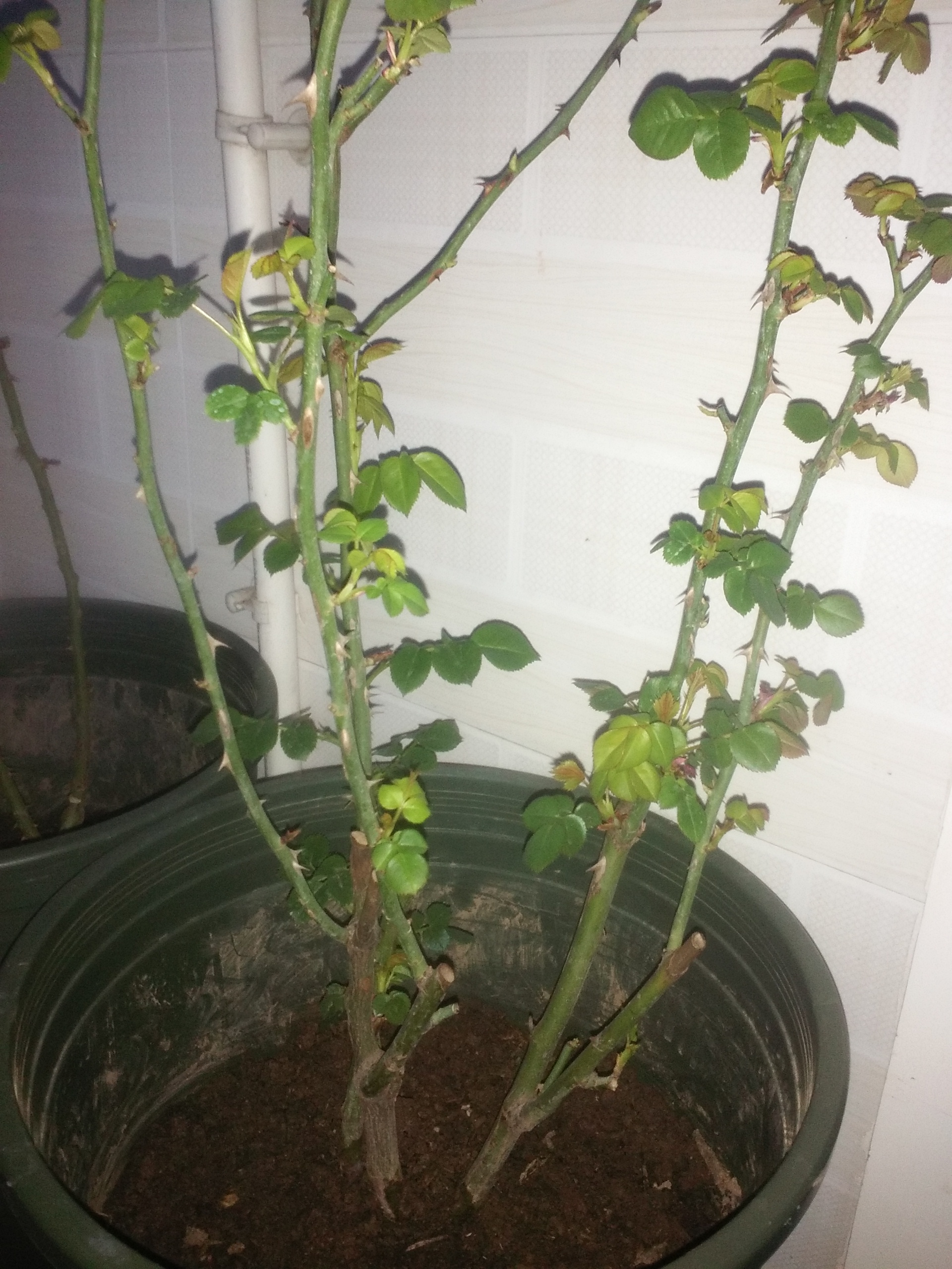 请花友们大师门请帮忙看看我这颗藤彩虹月季该如何修剪,现在修剪晚了