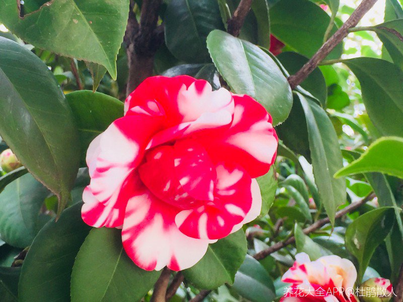 红白相间,不知道是什么品种