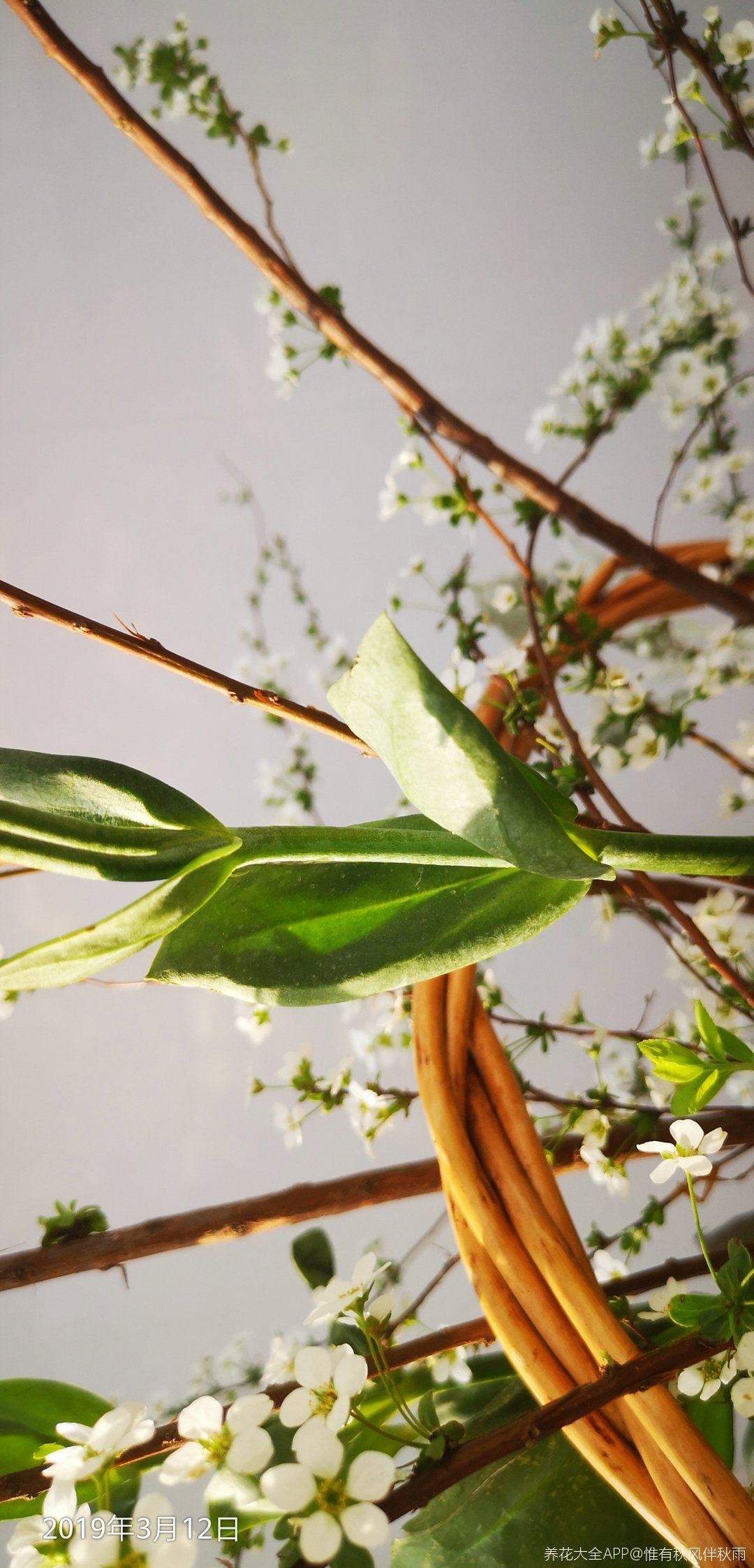 有单叶对生的月季吗