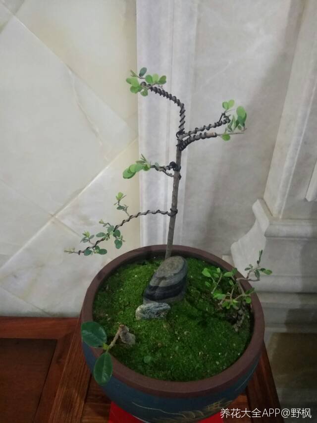 自己做的简易版组合盆景