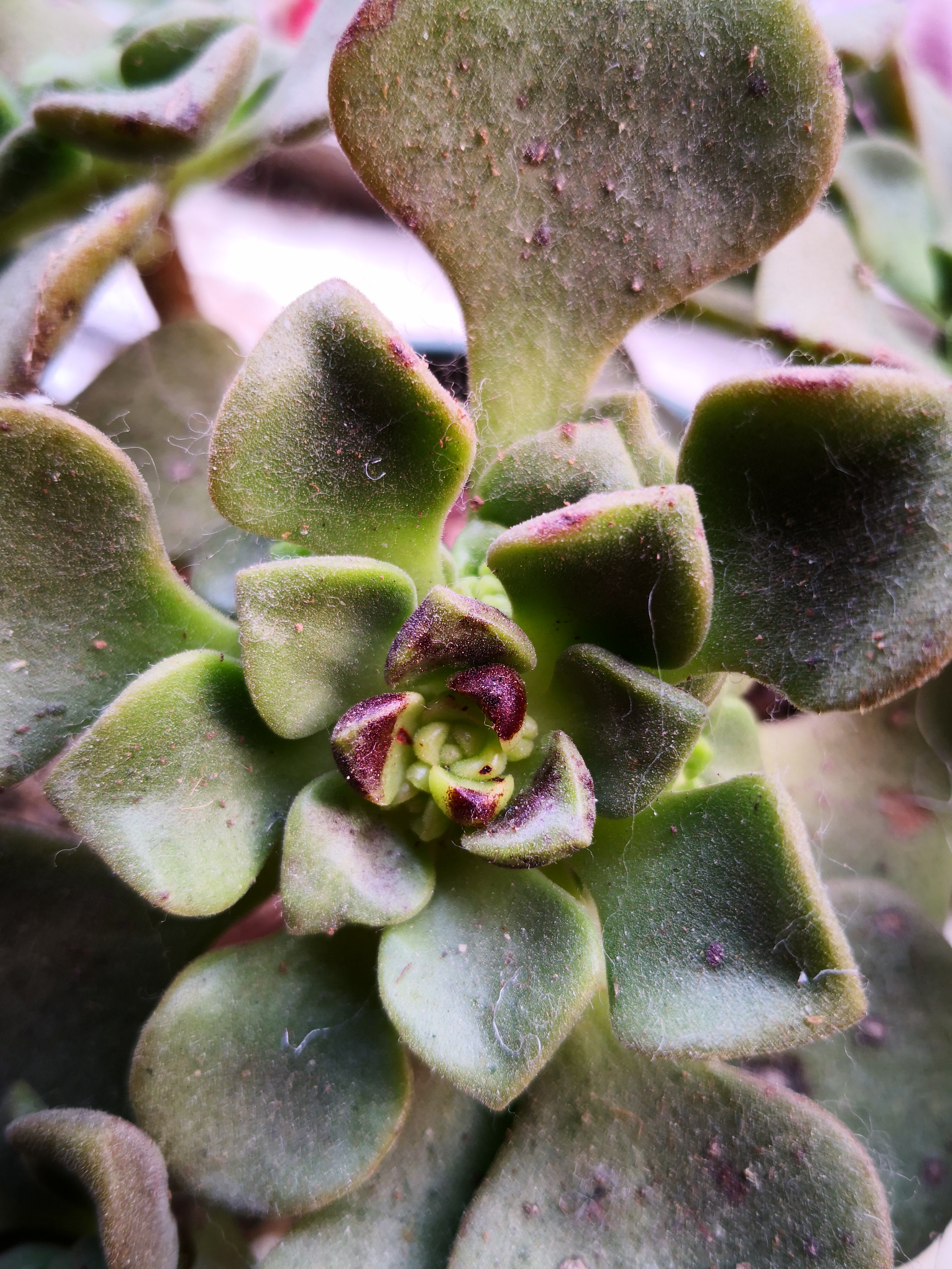 百合丽丽叶尖为啥黑了