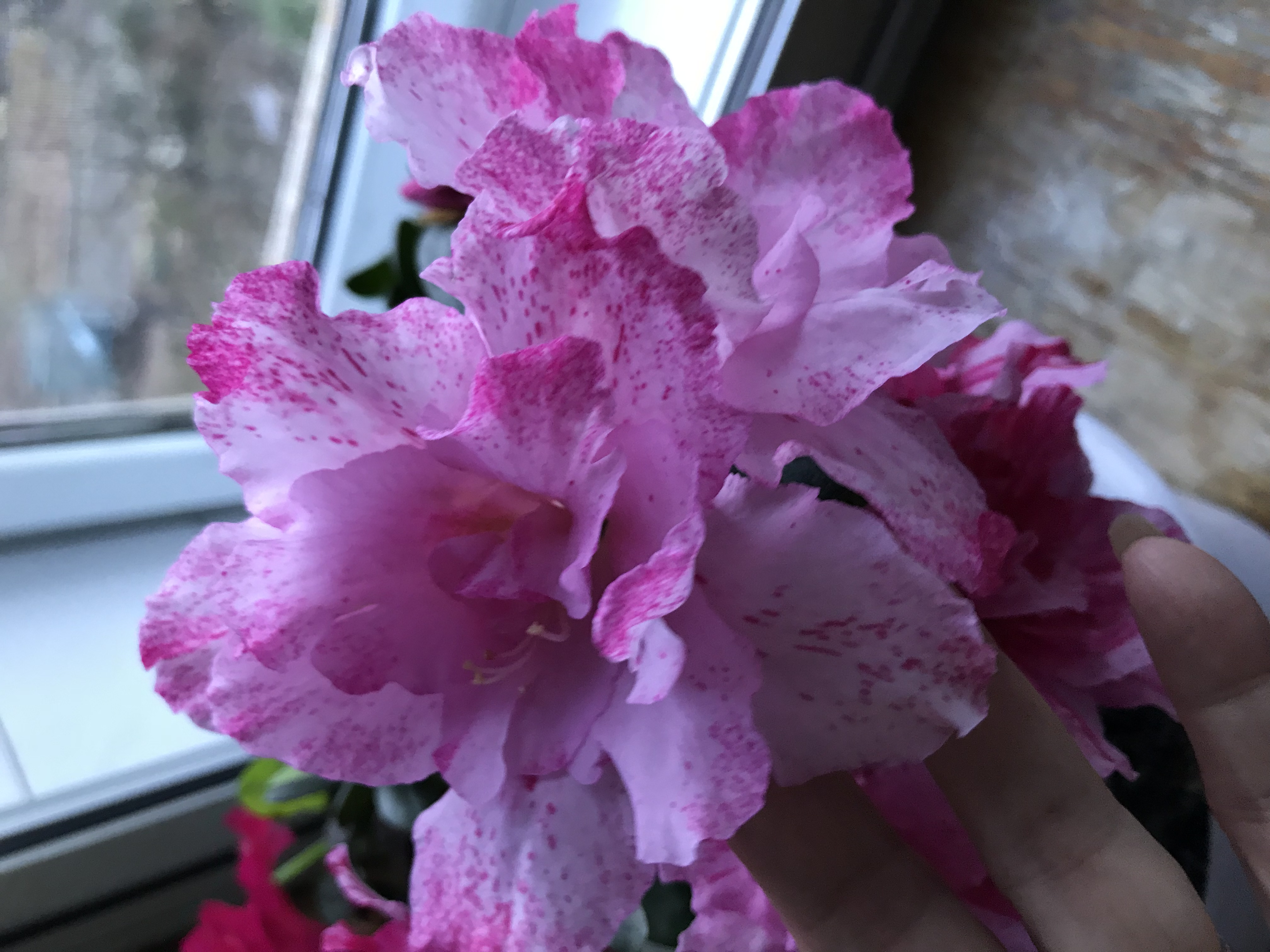 喷砂我养的杜鹃一个新品种