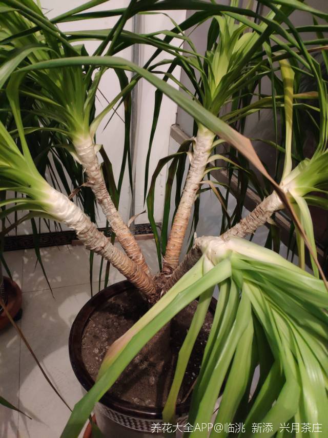 友友们,我家的青云直上冬天冻了一下,现在就