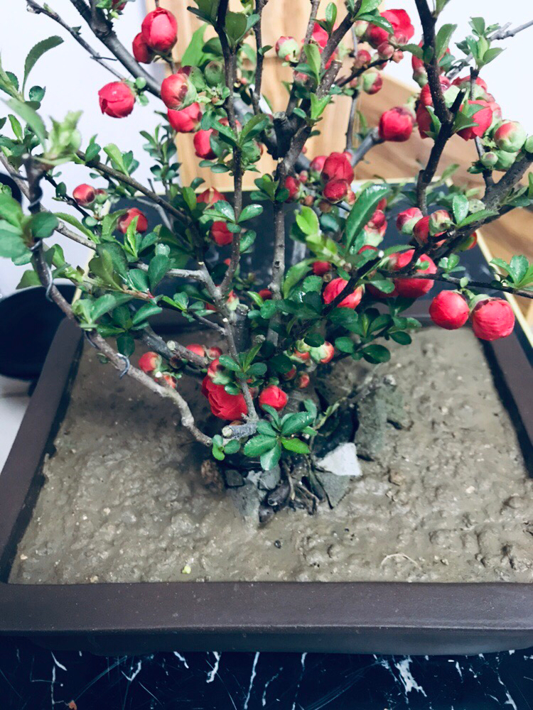 第一个是绿宝石银长寿海棠吗花落了不认识