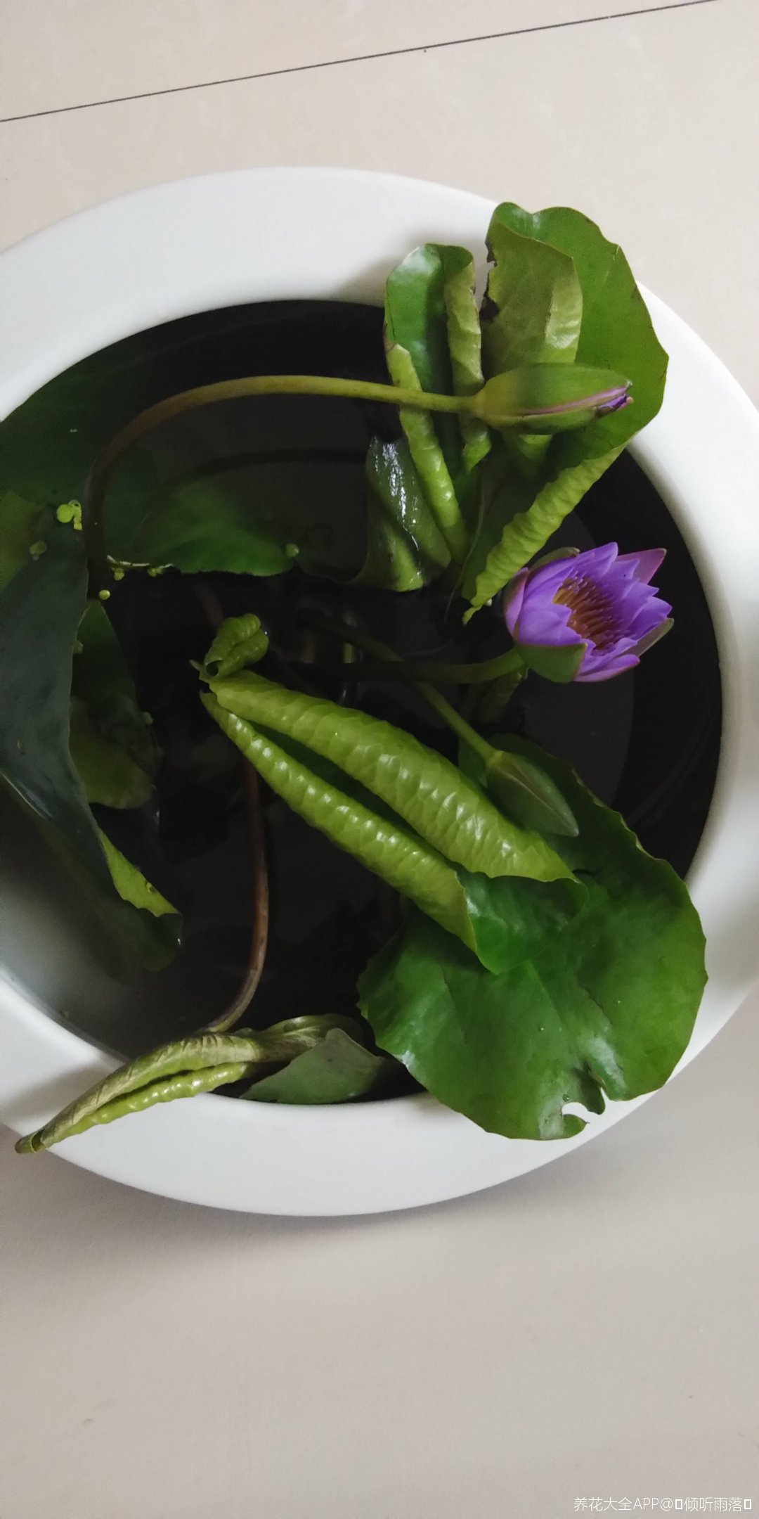 美丽的水中植物-睡莲