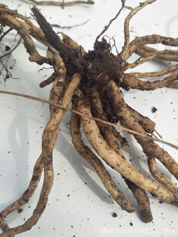 万能的高手帮我看看这是什么植物根是肉质的问了很多人不知道