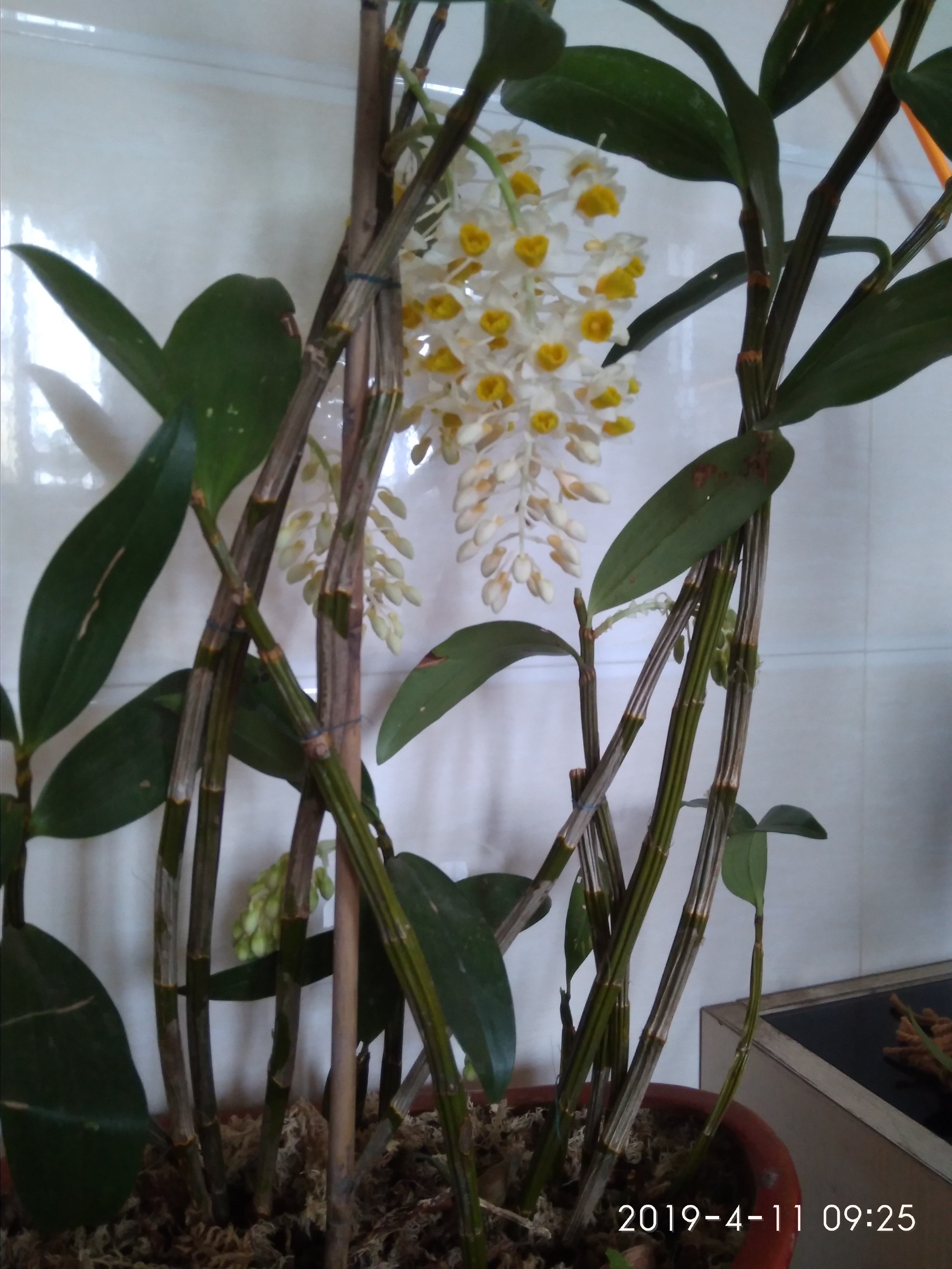 被球花石斛惊艳到了