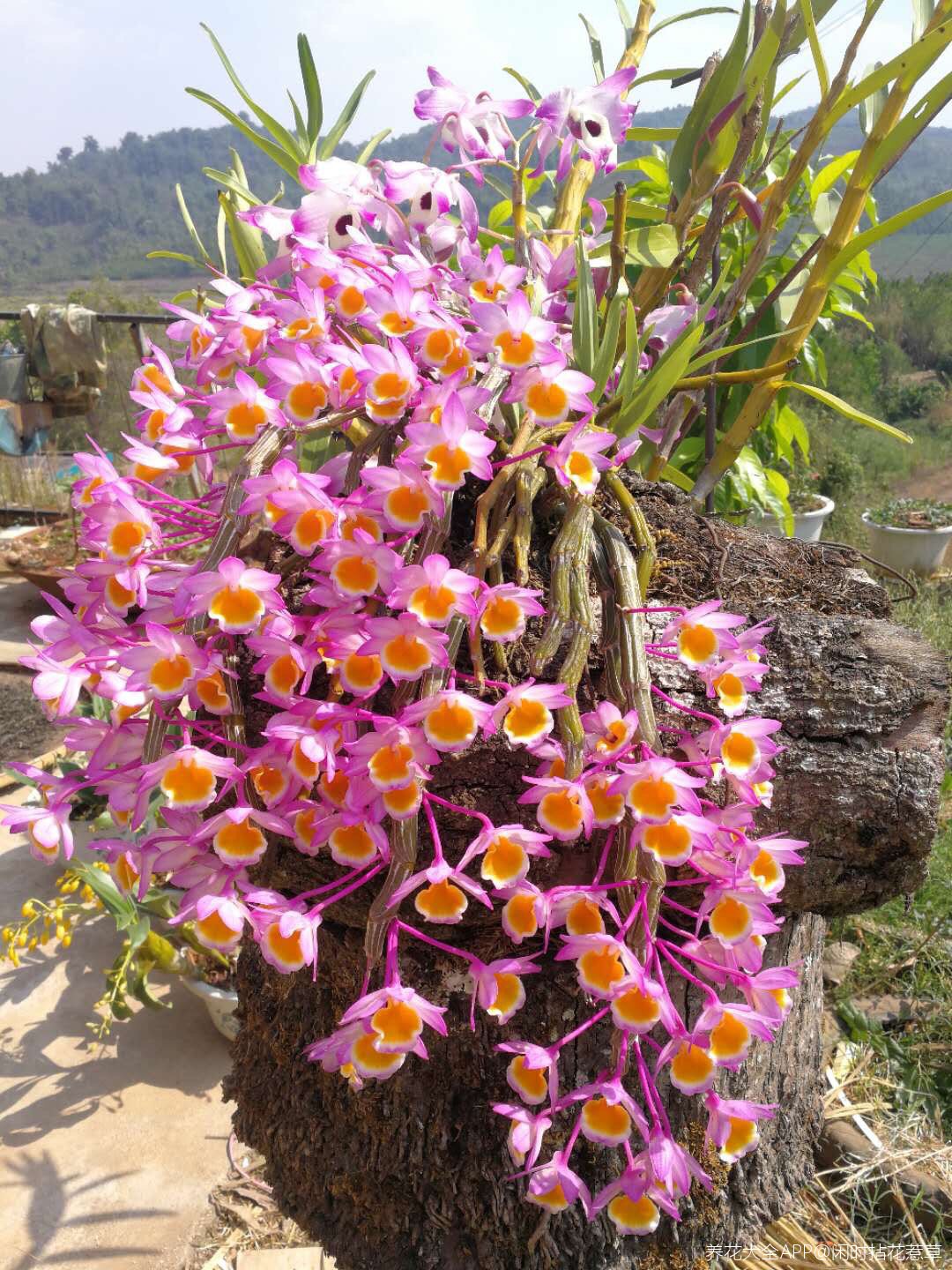 朋友刚从云南发过来的,只有羡慕的份98气候条件好,随便放路边都开的