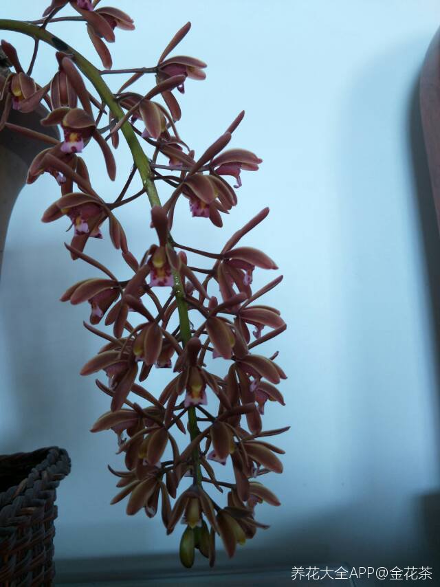 多花兰也叫蜜蜂兰