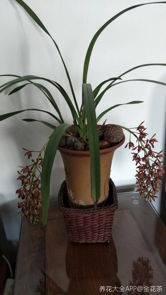 多花兰也叫蜜蜂兰