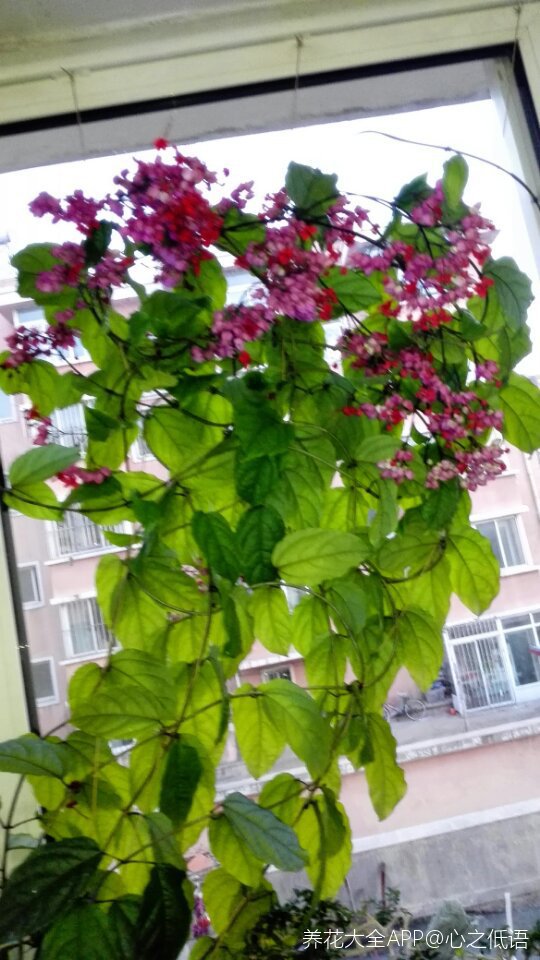 爬藤植物龙吐珠