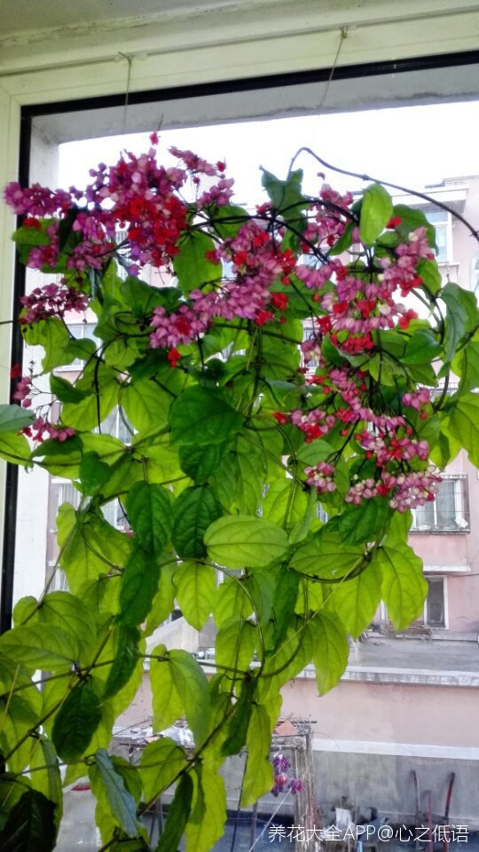 爬藤植物龙吐珠