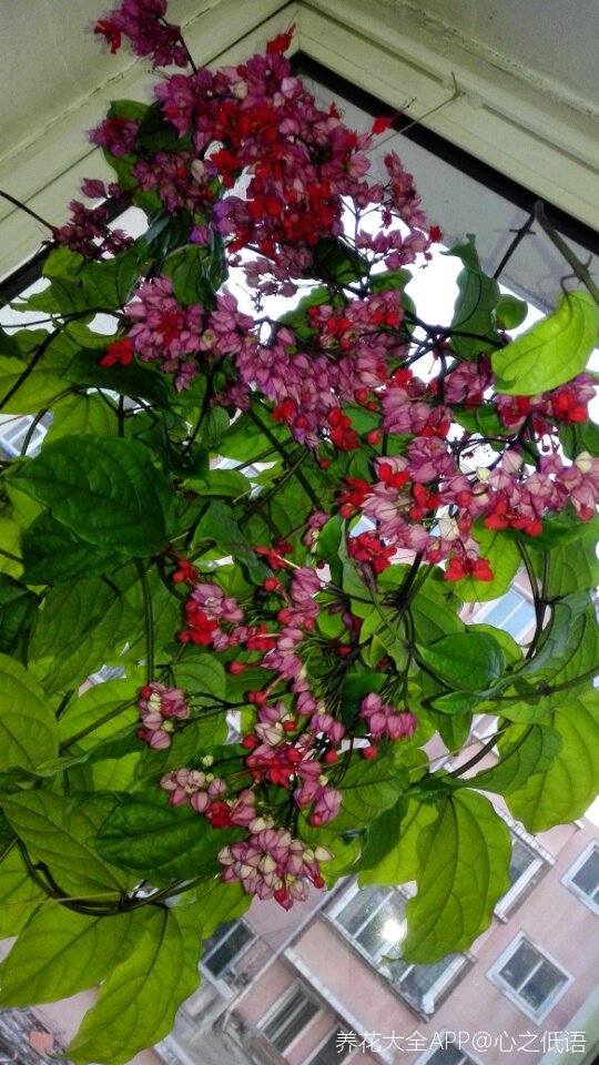 爬藤植物龙吐珠.