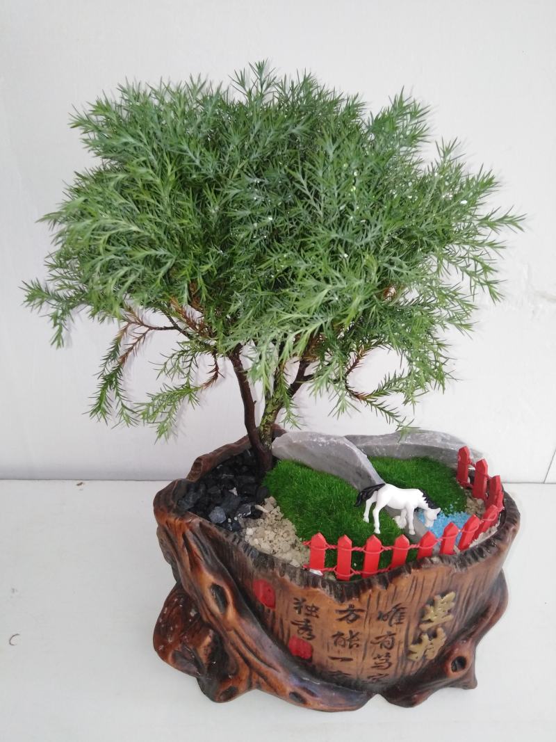 雾松黄叶了怎么办