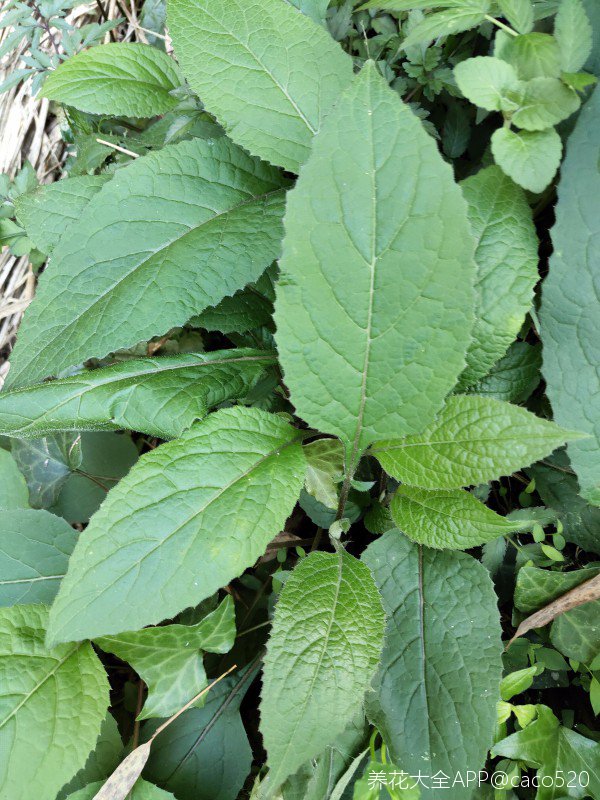 这种野菜我家乡叫大叶菜,牛香,就是不知道学名叫什么放大缩小正文大小