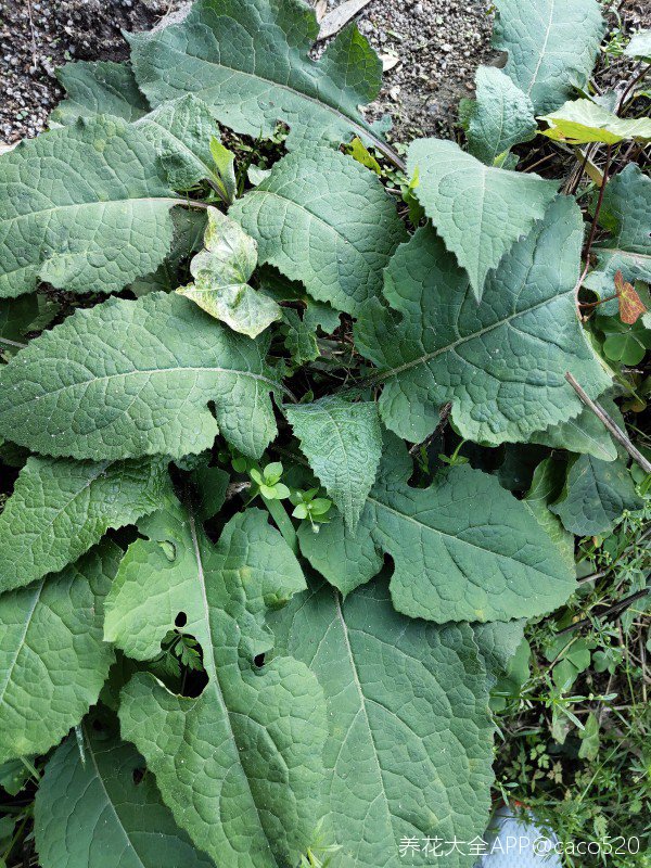 这种野菜我家乡叫大叶菜,牛香,就是不知道学名叫什么放大缩小正文大小