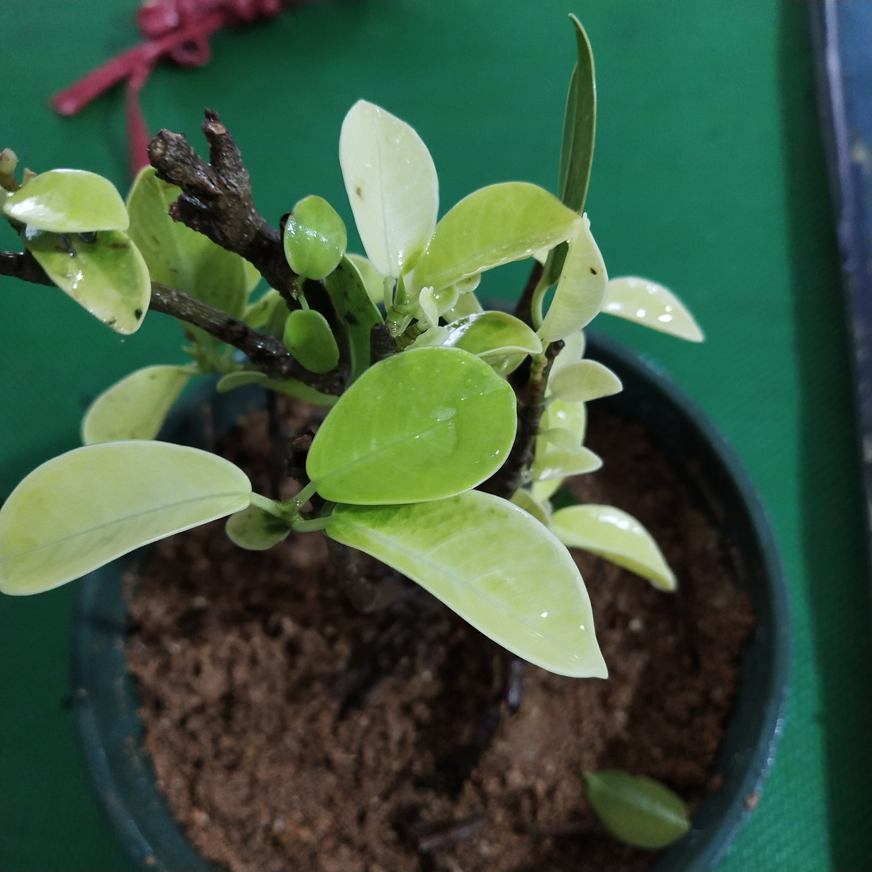 各位花友,走过路过不要错过,我请问一下这个是什么树,在山边挖的,感觉